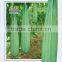 Hybrid seeds F1 seed luffa vegetable seeds
