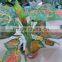 SJ12001162 Name potted decorative foliage plant plastic plant indoor
