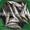 China seafood of Round Scad with size 7 - 8 pcs / kg