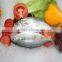 New Arrival Fish Farms Frozen Fish Indian Mackerel