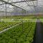 Tropical Greenhouses and Commercial Hydroponic Grwoing Systems for Tomato, Lettuce and Strawberry Production