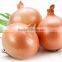 Fresh yellow onion for hot sale