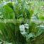 Tianpeng wasabi powder top grade new style factory price