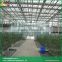 Sawtooth type hydroponic greenhouse cheap glass greenhouses