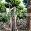 natural live large ficus bonsai trees