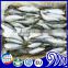 frozen fresh sardines iqf fish seafood whole round wholesale price