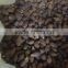 sterculia lychnophora, Malva Nut, Bold quality