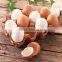 Promotion Egg cooker for gift LG-311 china