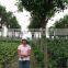 Ficus Nitida Landscaping Trees for Outdoor