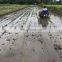 Walking type 6  Rows  Rice Transplanter