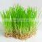 Superior Quality Wheat Grass Powder For Sales