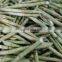 Low Price Frozen Sugarcane For Juice/Vietnam High Quality Frozen Sugarcane