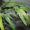 Real Trunk Bamboo Tree