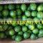 VIETNAM GOOD QUALITY SEEDLESS LIME/LEMON