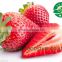 iqf frozen strawberry dice /whole