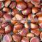 supply good quality fresh sweet chestnut with best price for sale
