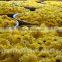 Chinese medicine herbs herbal green tea in Chinese chrysanthemum tea