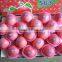 Fresh Fuji Apple Supplier in China