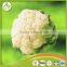 FRESH CAULIFLOWER - HIGH QUALITY - BEST PRICE