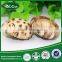 2015 HOT Cheap Market Prices for Mushroom for Sale