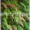 Subtropics Plant Pteris Cretica L. Var. Nervosa for Sale