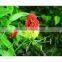 Garcinia Extract