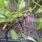 Adjustable Drip Emitter on Spike 360-Degree water sprinkler system