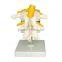 Human Body Anatomy Spine Model Lumbar Vertebra