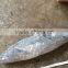 seafrozen STRIPED BONITO (Sarda Orientalis) . SARDA SARDA