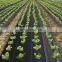 Manufacture direct PP and weed mat ground cover for agriculture protection