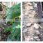 popuar in Italy FJT1015 intelligent irrigation timer system watering kits