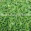 Supply IQF Green Pepper Slicede with best price