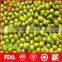 Round green mung bean from China