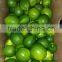 Seedless Lime