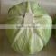 New crop cabbage price in China