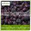 frozen fruit blackberry