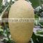 Classical-Top Quality Hybrid F1 Hami Melon Seeds For Growing