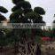 Big size strange root Braided ficus microcarpa