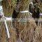 kiwifruit tree seedling