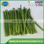 New crop and best quality sprouted garlic