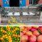 apple fruit sorting machine / Automatic Onion Sorting Machine