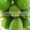 Hybrid Papaya Red Princess (Red Lady) F1 Seeds
