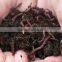 Organic fertilizer - vermicompost for sale