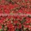 High quality fresh cut red carnation for Mother's day