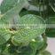 hot sale brand name decorative artificial decoration leaves
