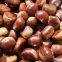 Organic Chestnut Chinese Exports Fresh Delicious Chestnut Price Premium Low Price Fresh Chestnut