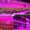 DC12V led strip grow light full spectrum 5M/roll  SMD5050 led grow light hydroponic strip