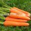 IQF export China fresh carrot