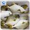 wholesale fishing frozen golden pompano fish