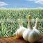 White Garlic/Dried garlic,Fresh Style and Garlic Type dried garlic 4.5/5.0/5.5/6.0/6.5/7.0cm